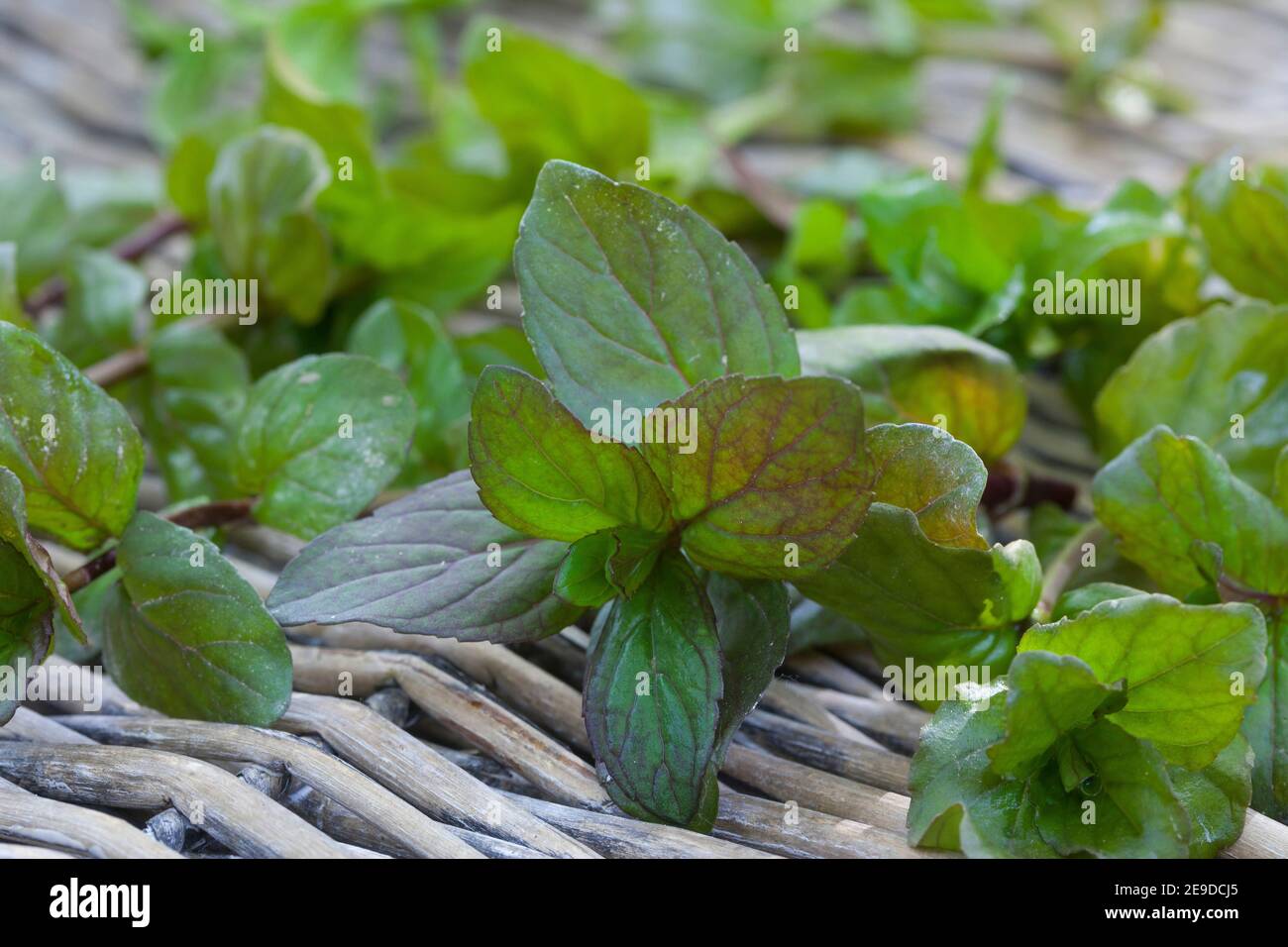 Wild water mint, Water mint, Horse mint (Mentha aquatica), picked water mint, Germany Stock Photo