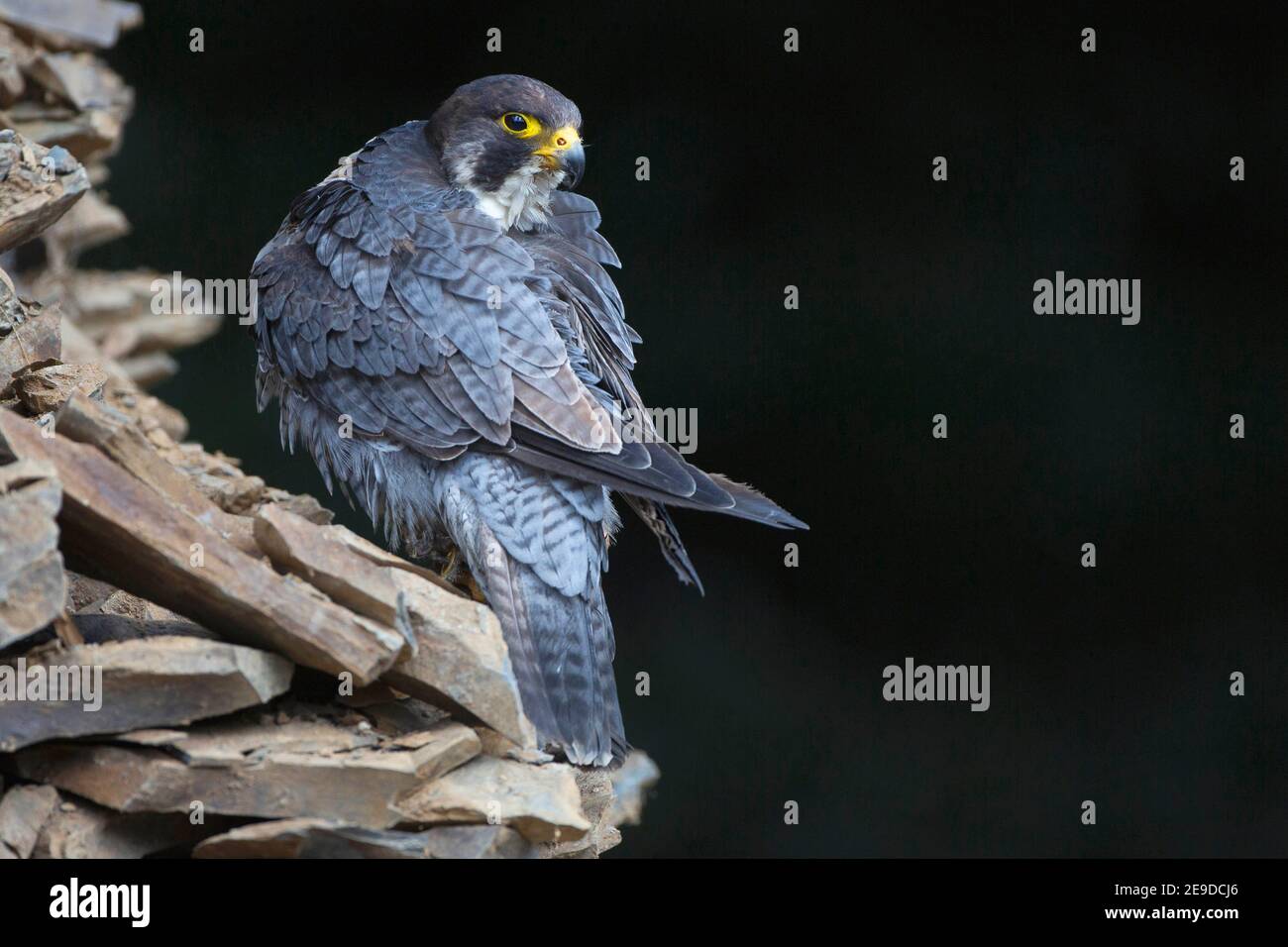 peregrine falcon (Falco peregrinus), perches grooming on a heap of stones, rear view, United Kingdom, Wales, Pembrokeshire Stock Photo