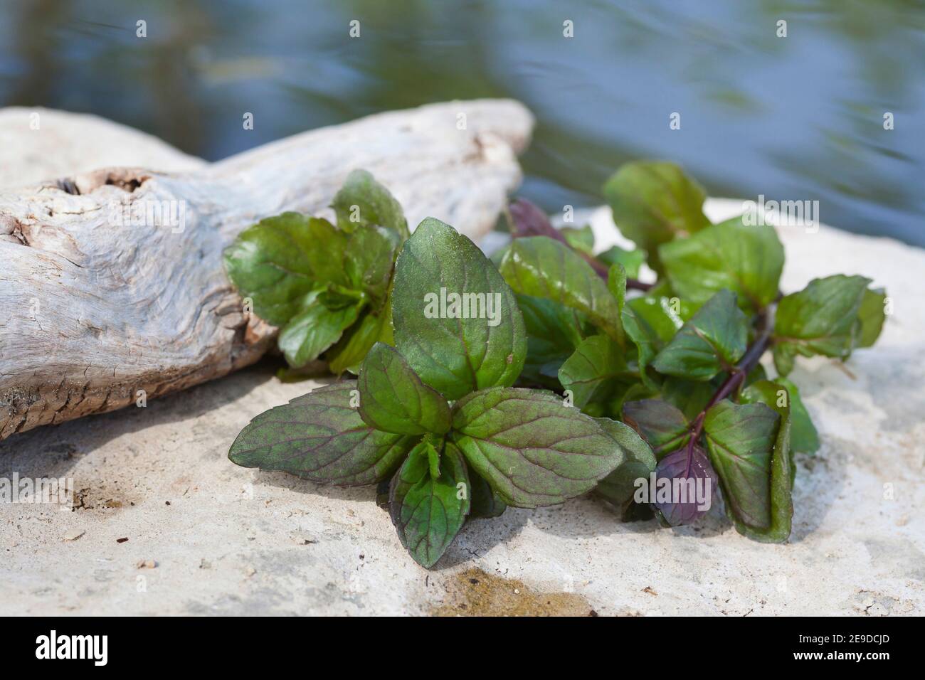 Wild water mint, Water mint, Horse mint (Mentha aquatica), picked water mint on a stone, Germany Stock Photo