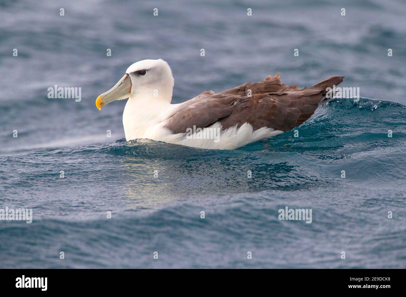 White-capped Albatross (Thalassarche steadi, Thalassarche cauta steadi), Adult swimming in the pacific ocean, New Zealand, Southern Island, Kaikoura Stock Photo