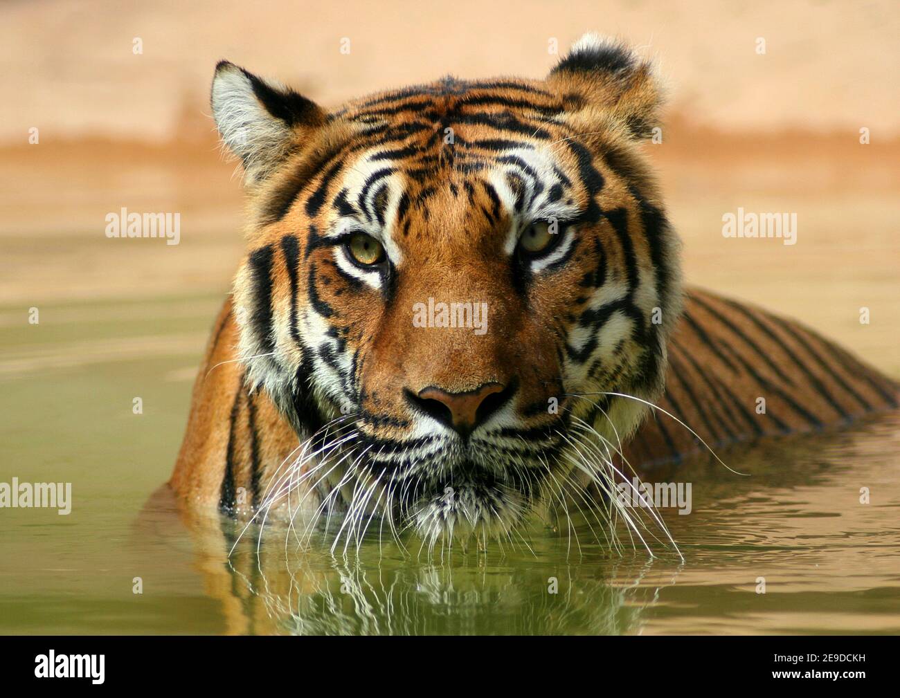 Bengal tiger (Panthera tigris tigris), cooling off in the water Stock Photo