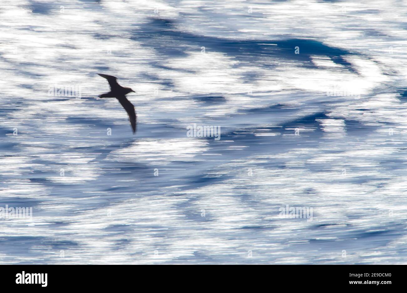 white-chinned petrel (Procellaria aequinoctialis), flying over the southern pacific ocean, New Zealand Stock Photo