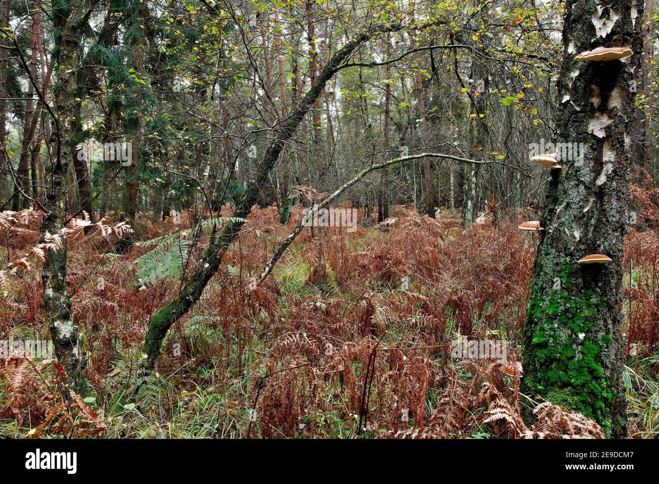 birch (Betula spec.), birch with brackets and bracken farns in autumn, Germany Stock Photo