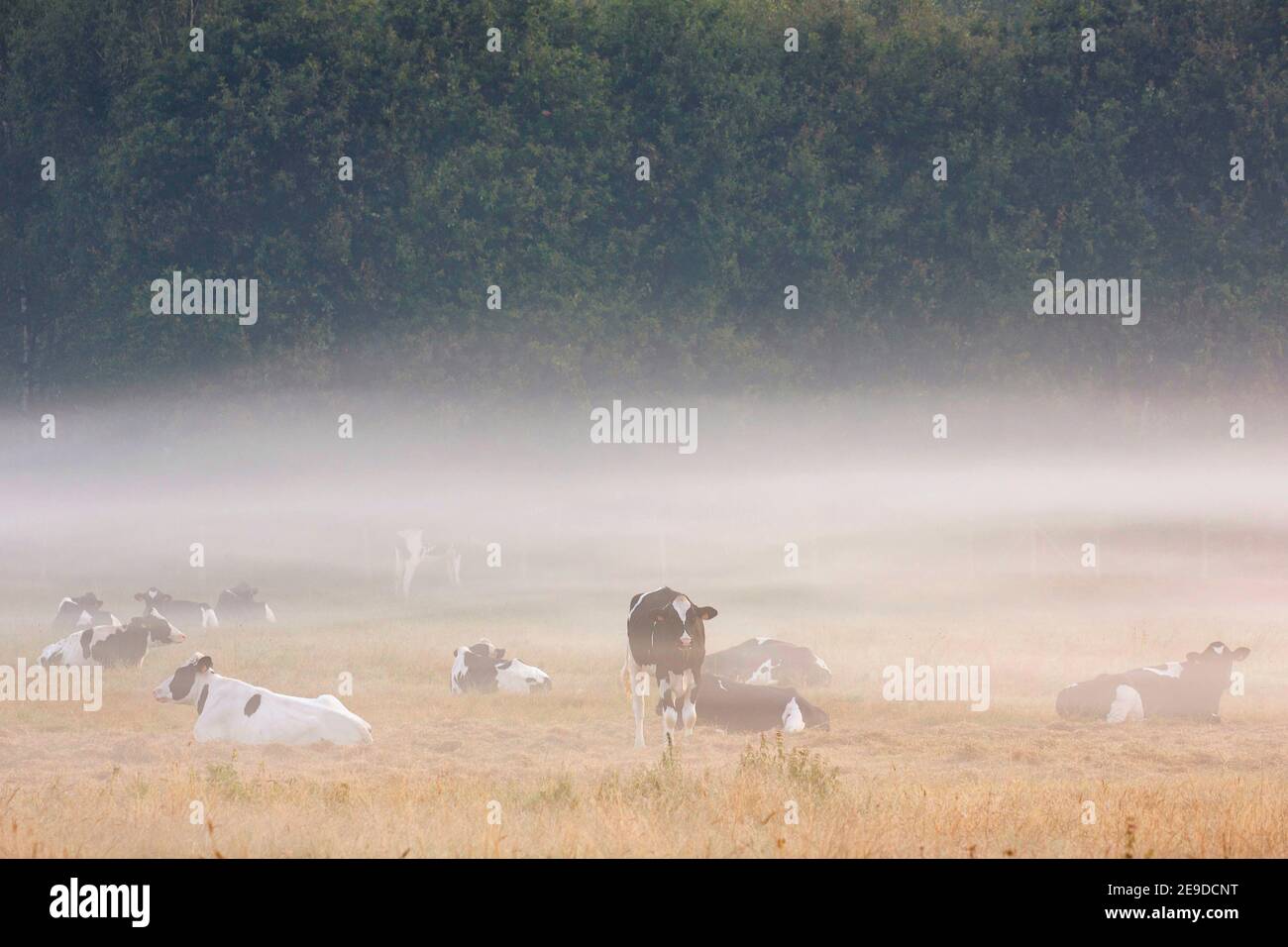 domestic cattle (Bos primigenius f. taurus), cattle herd at fog on a pasture, Belgium, East Flanders, Maldegemveld nature reserve, Drongengoed Stock Photo