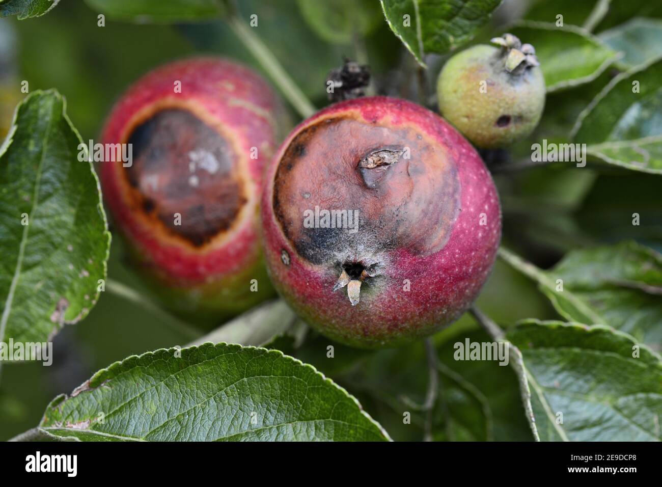 apple tree (Malus domestica), apples with damage bei Monilia, Germany Stock Photo