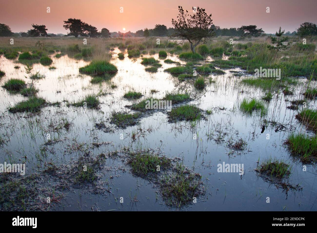 wet heathland in the morning, Belgium, Hageven, Neerpelt Stock Photo