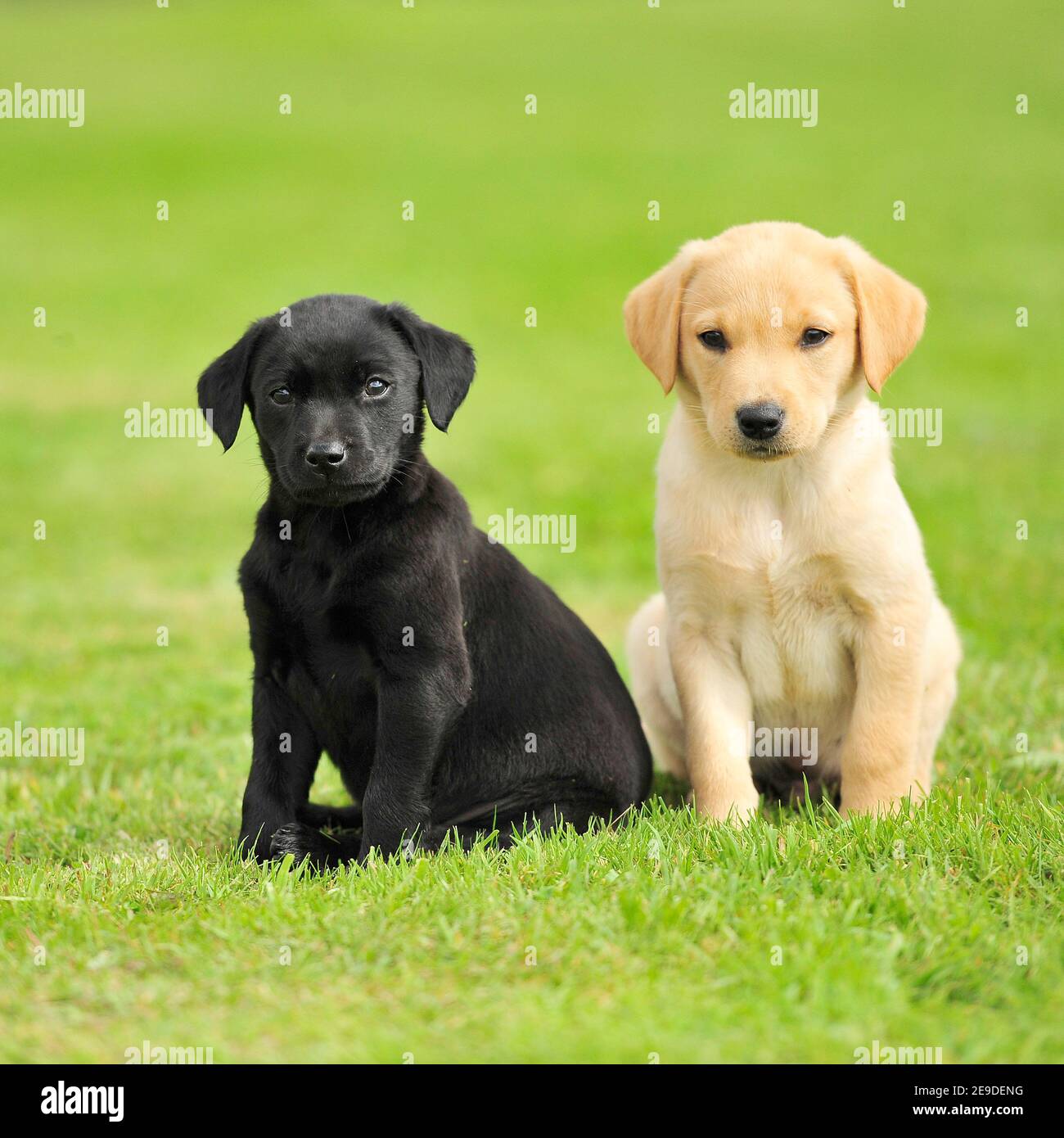 two labrador puppies Stock Photo