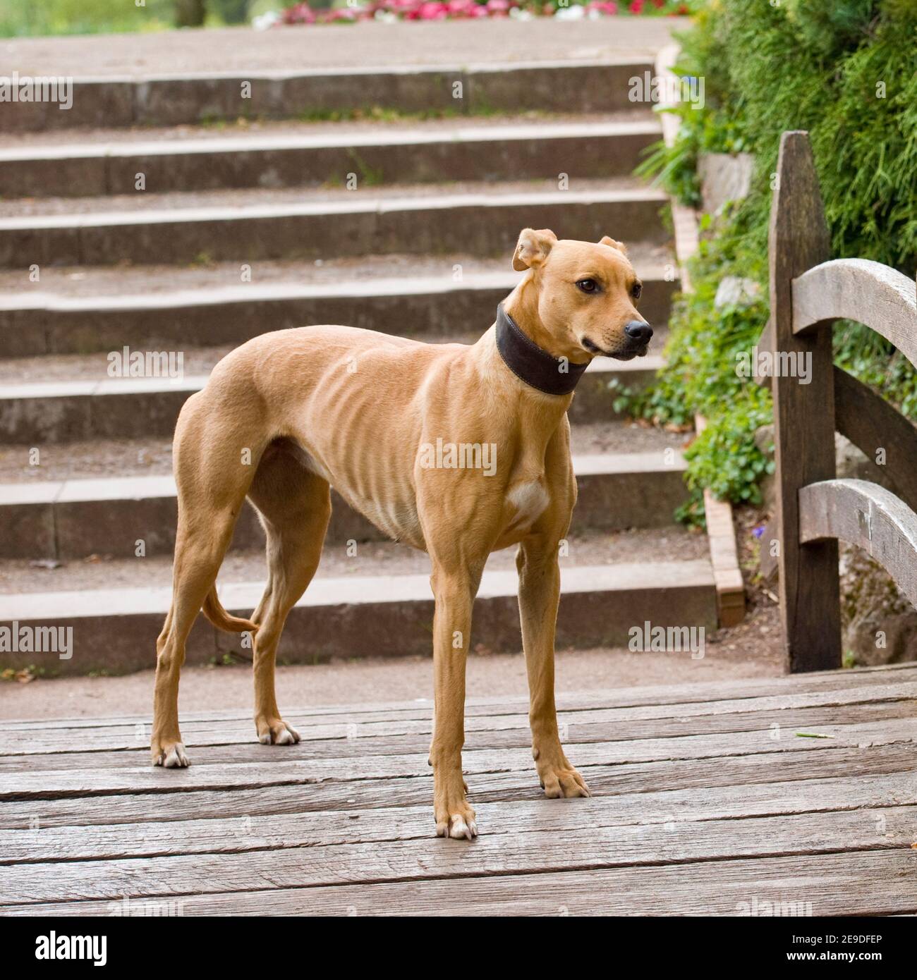 bull lurcher Stock Photo