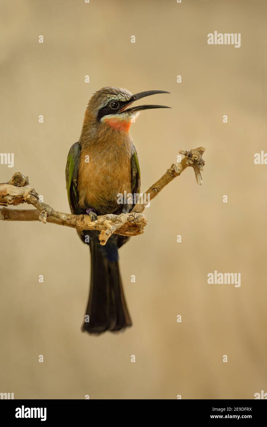 White-fronted Bee-eater - Merops bullockoides, beautiful colored bird from African savannas and bushes, Namibia. Stock Photo