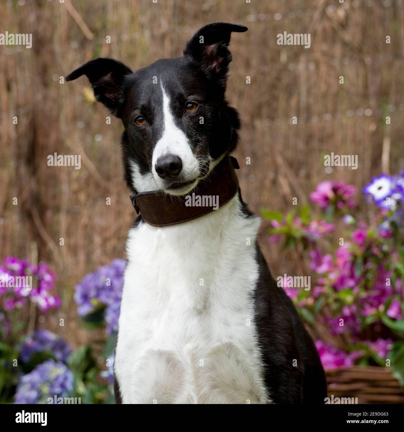 Collie greyhound cross lurcher hi-res stock photography and images - Alamy