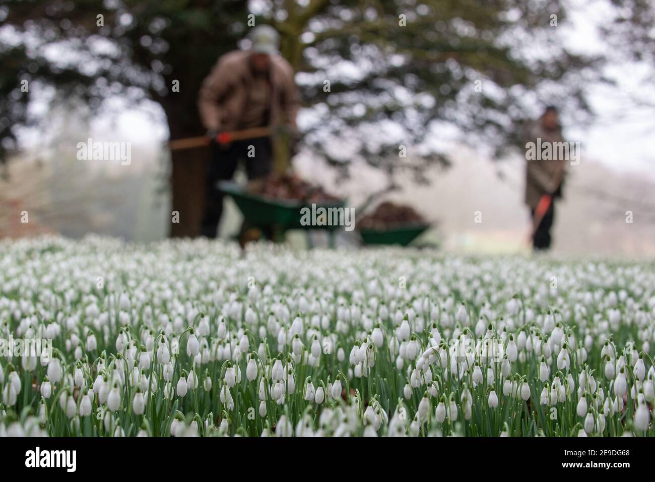 RETRANSMITTING CORRECTING SPELLING OF SAFFRON WALDEN CORRECT CAPTION BELOW  Gardeners tend to the first snowdrops of the season at English Heritage's  Audley End House and Gardens in Saffron Walden, Essex. Picture date: