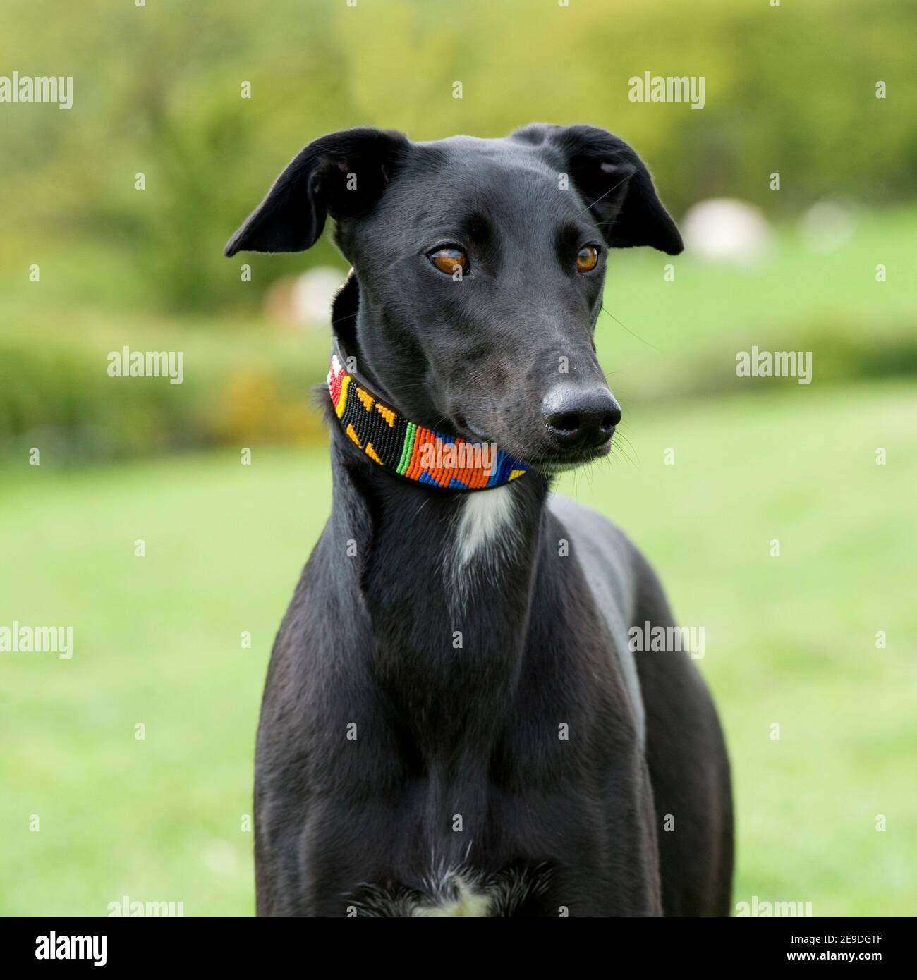 Black lurcher hires stock photography and images Alamy