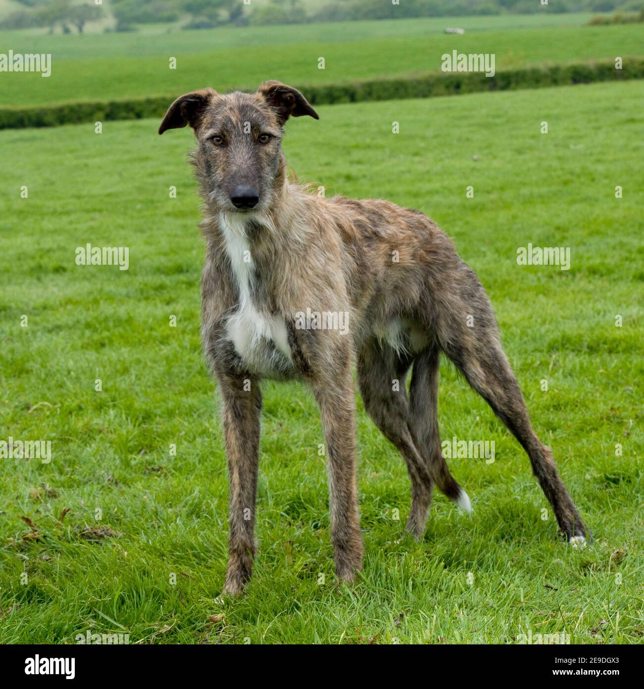 Blue rough coat lurcher online