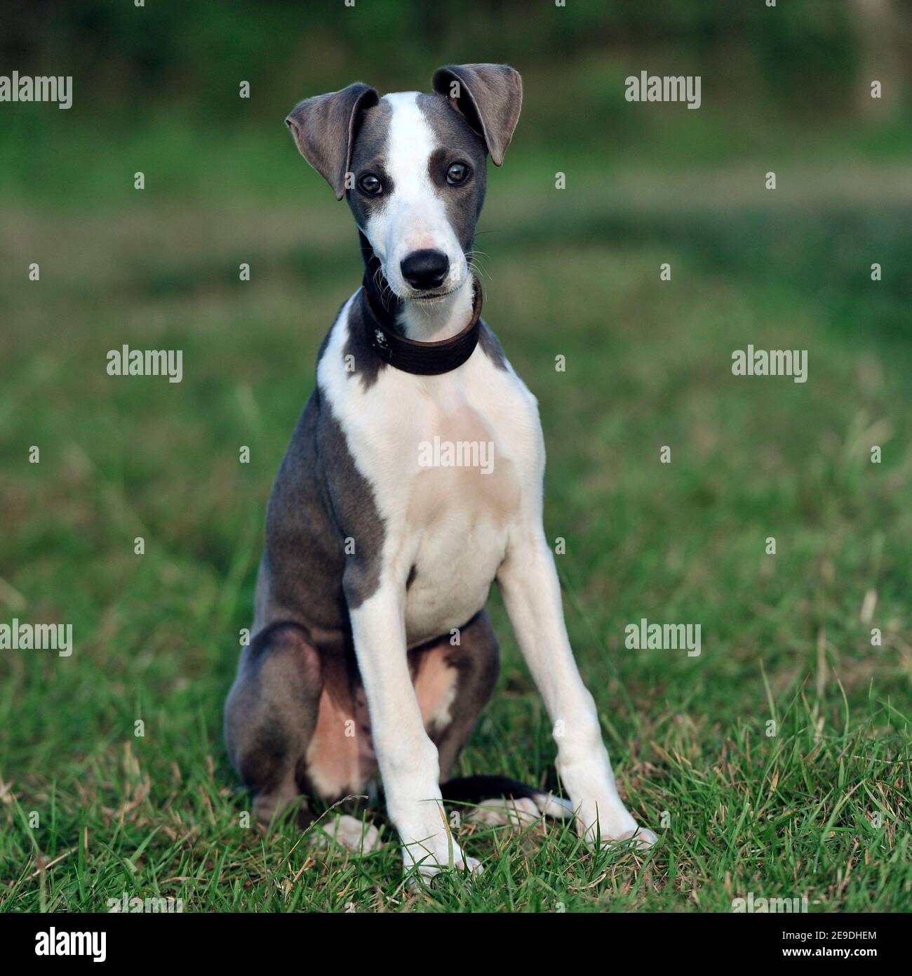 lurcher puppy Stock Photo