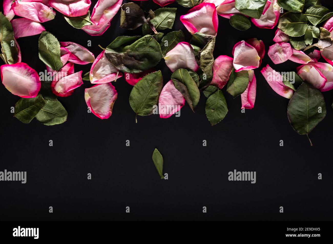 Falling rose petals. Falling rose petals and leaves. Top Stock Photo