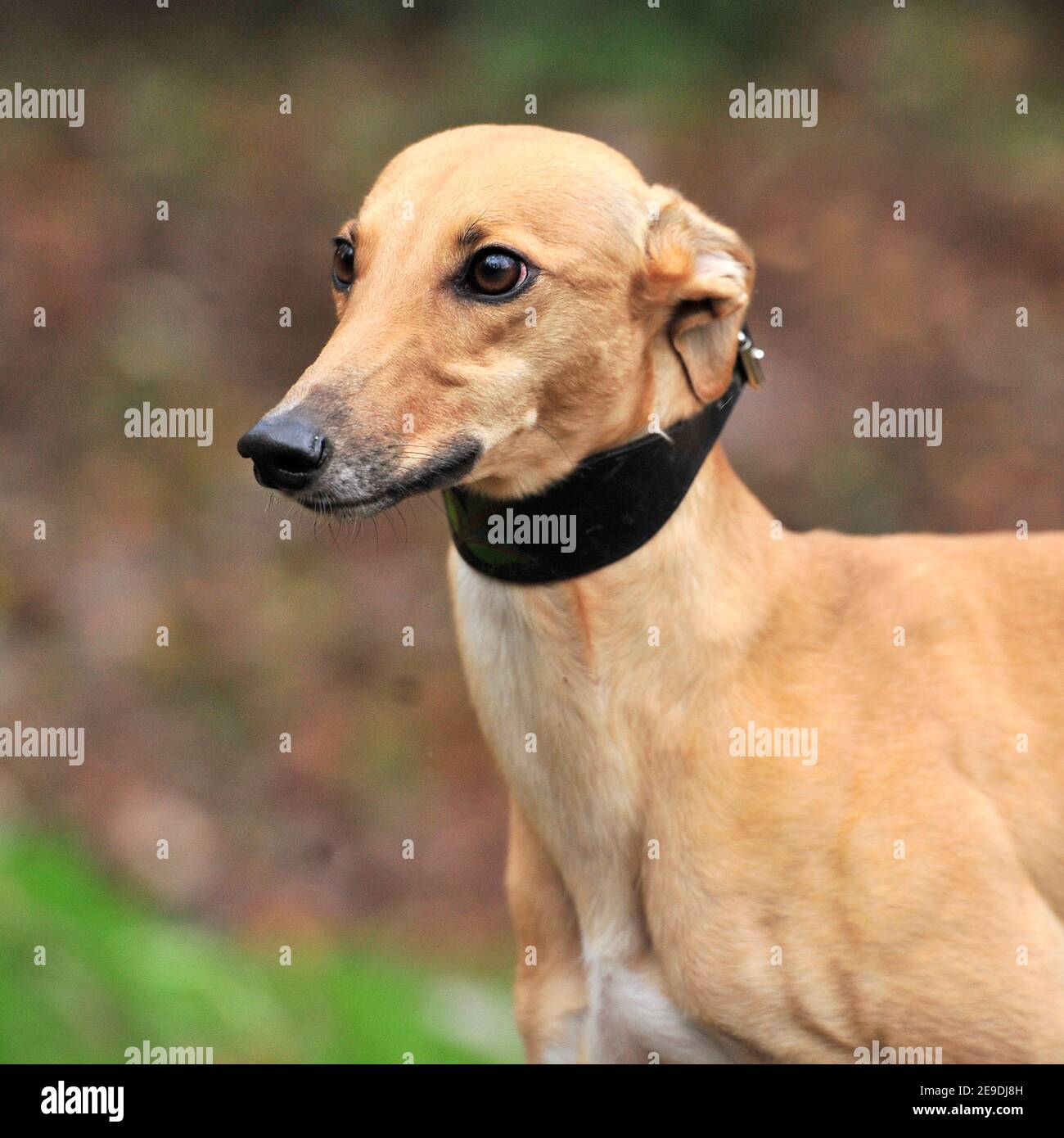 Lurcher dog head hires stock photography and images Alamy