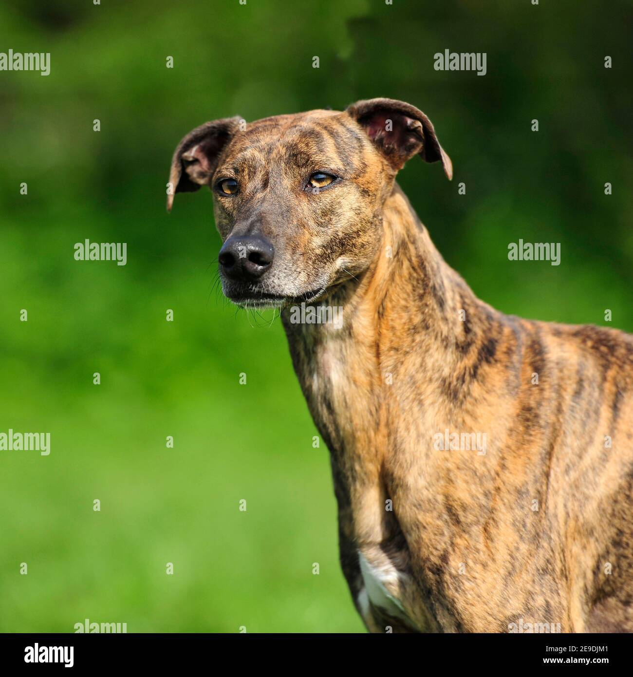 Lurcher Dog Head High Resolution Stock Photography and Images Alamy