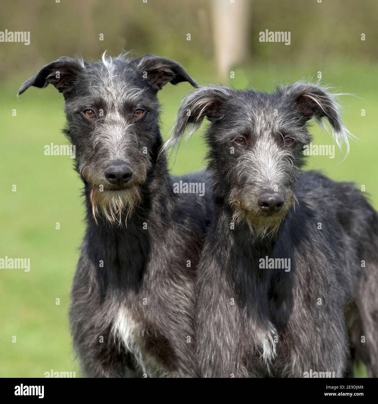 two rough coat lurchers Stock Photo Alamy