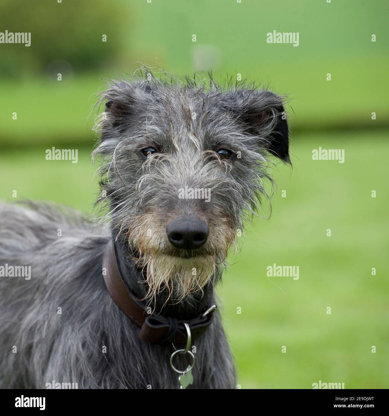Lurcher Dog Head High Resolution Stock Photography and Images Alamy