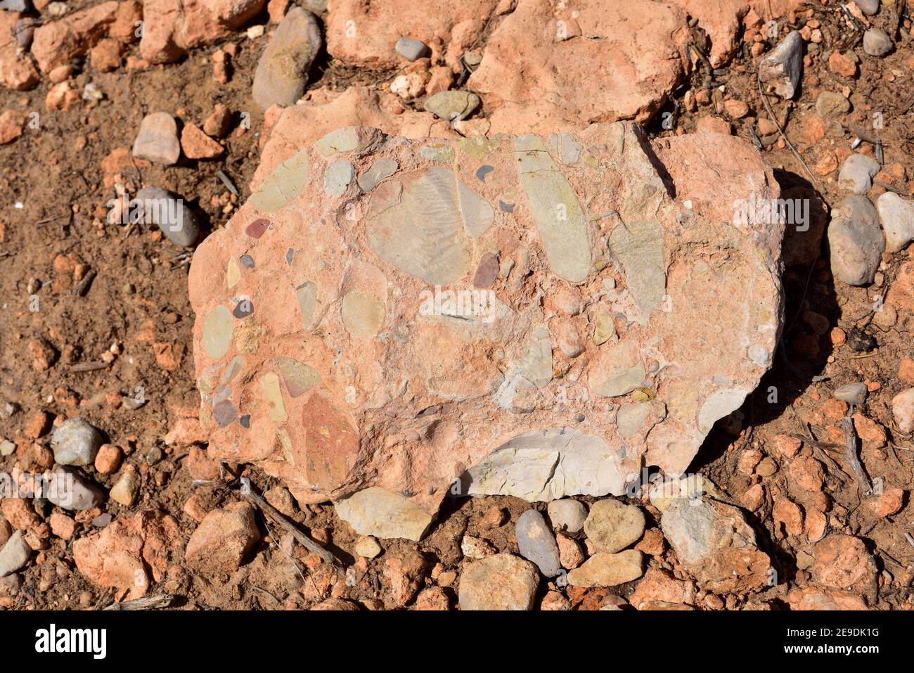Conglomerate is a clastic sedimentary rock. This sample comes from L'Ametlla de Mar, Tarragona province, Catalonia, Spain. Stock Photo