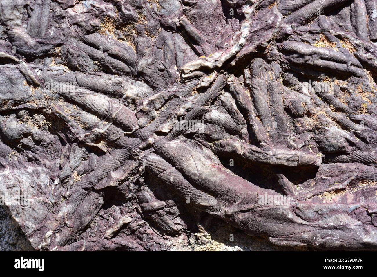 Cruziana on the house wall of Monsagro (Salamanaca province). Cruziana is a fossil trackways of Trilobites, fossilized in Ordovician quartzite. Stock Photo