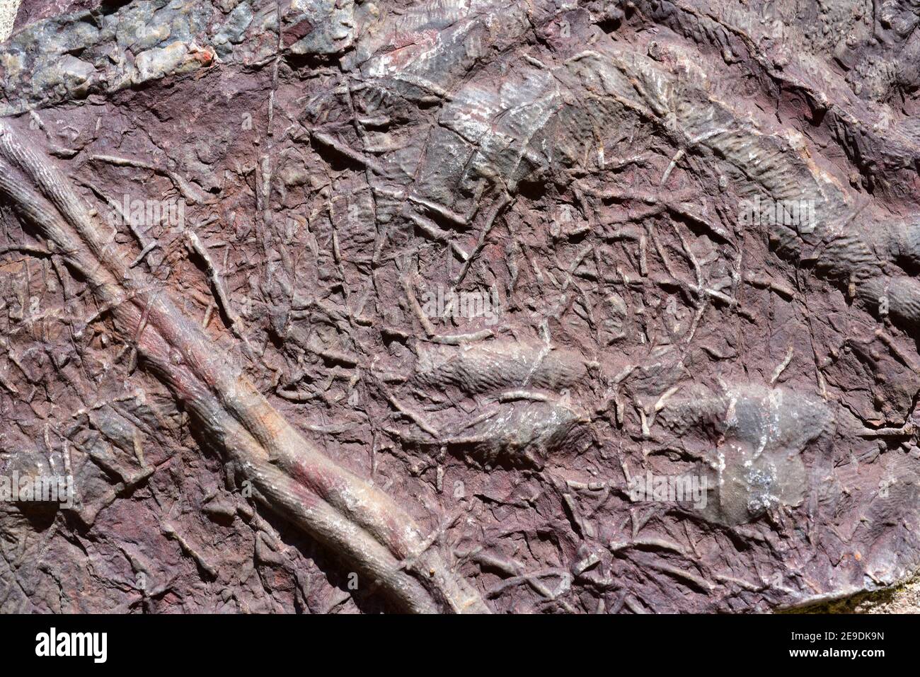 Cruziana and Rusophycus on the house wall of Monsagro (Salamanaca province). Cruziana and Rusophycus are a fossil trackways of Trilobites, fossilized Stock Photo