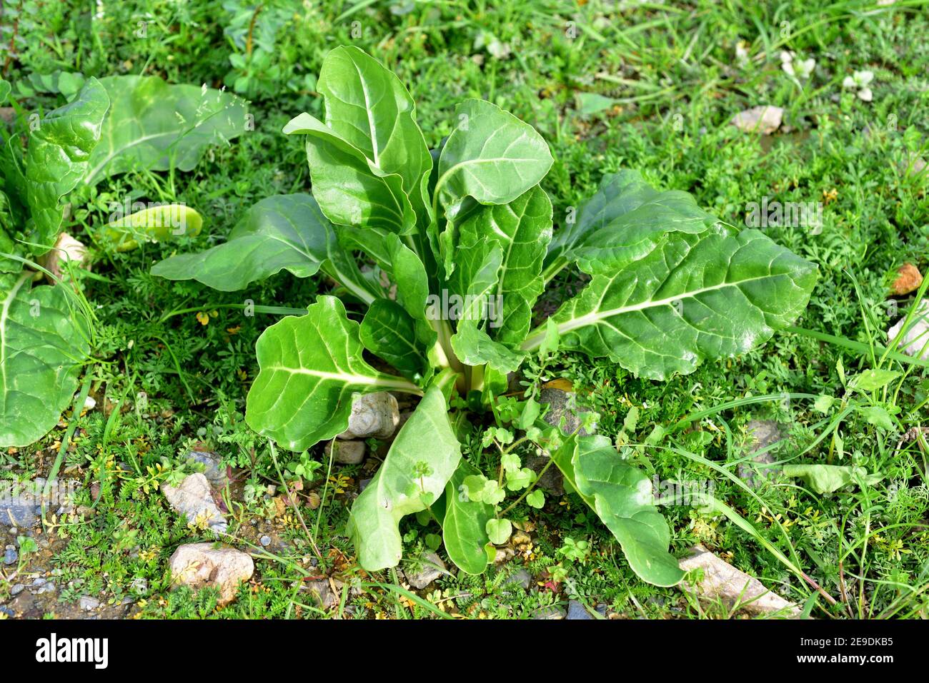 Chard (Beta vulgaris) is an annual or biennial edible plant. This photo was taken in Baix Llobregat, Barcelona province, Catalonia, Spain. Stock Photo