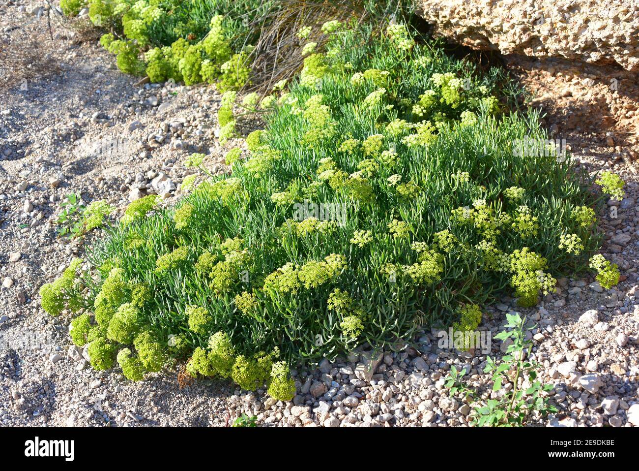 Sea fennel or rock samphire (Crithmum maritimum) is an edible perennial plant native to Europe coasts and northern Africa. This photo was taken in Stock Photo