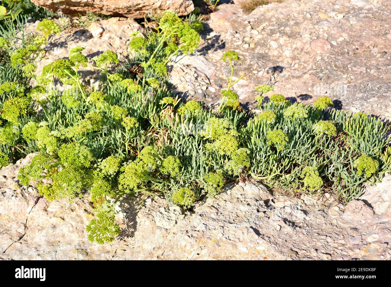 Sea fennel or rock samphire (Crithmum maritimum) is an edible perennial plant native to Europe coasts and northern Africa. This photo was taken in Stock Photo
