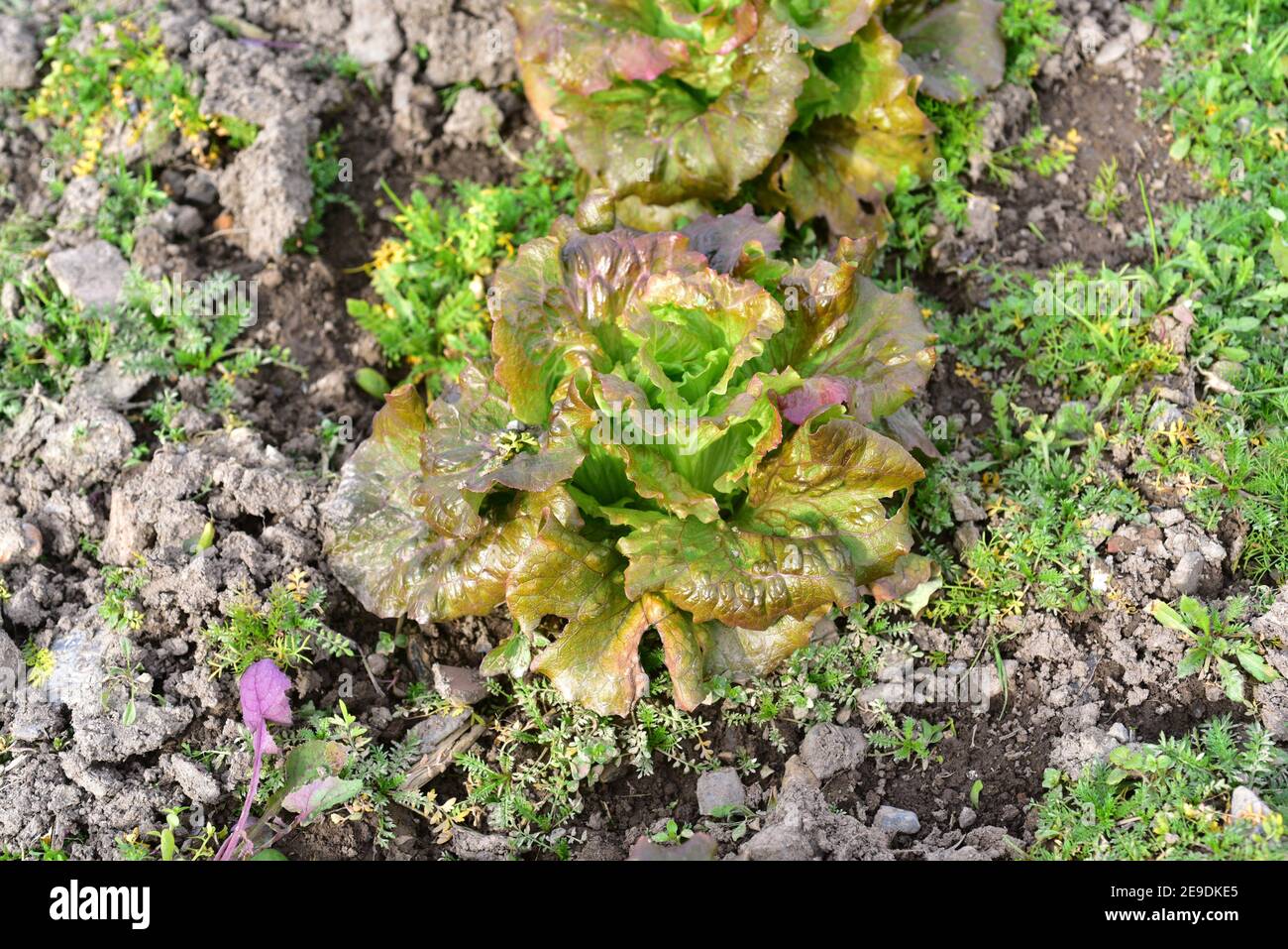 Lettuce (Lactuca sativa) is an annual plant edible. This photo was taken in Baix Llobregat, Barcelona province, Catalonia, Spain. Stock Photo