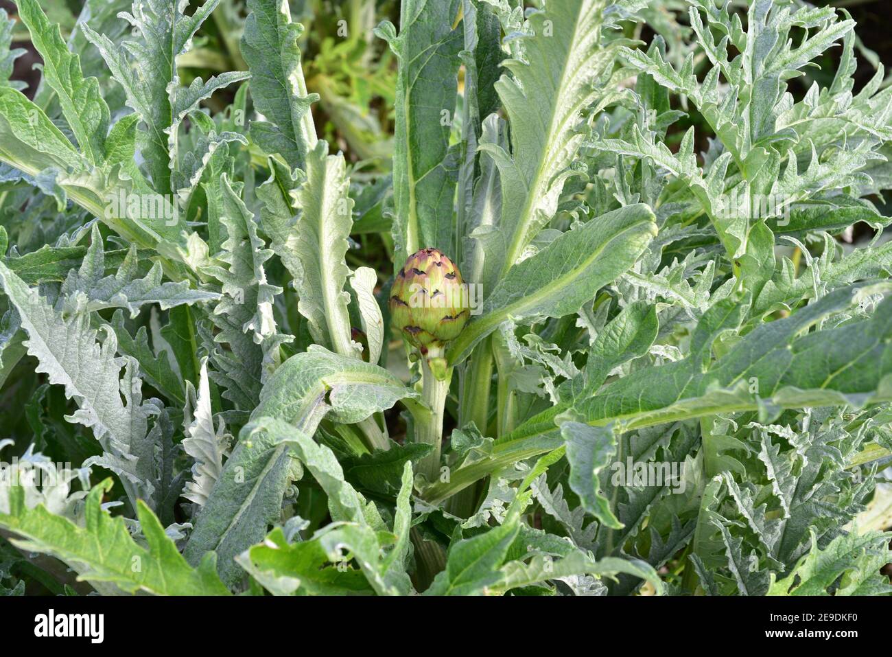 Globe artichoke (Cynara scolymus or Cynara cardunculus scolymus) is a edible perennial herb native to Mediterranean region. This photo was taken in Stock Photo