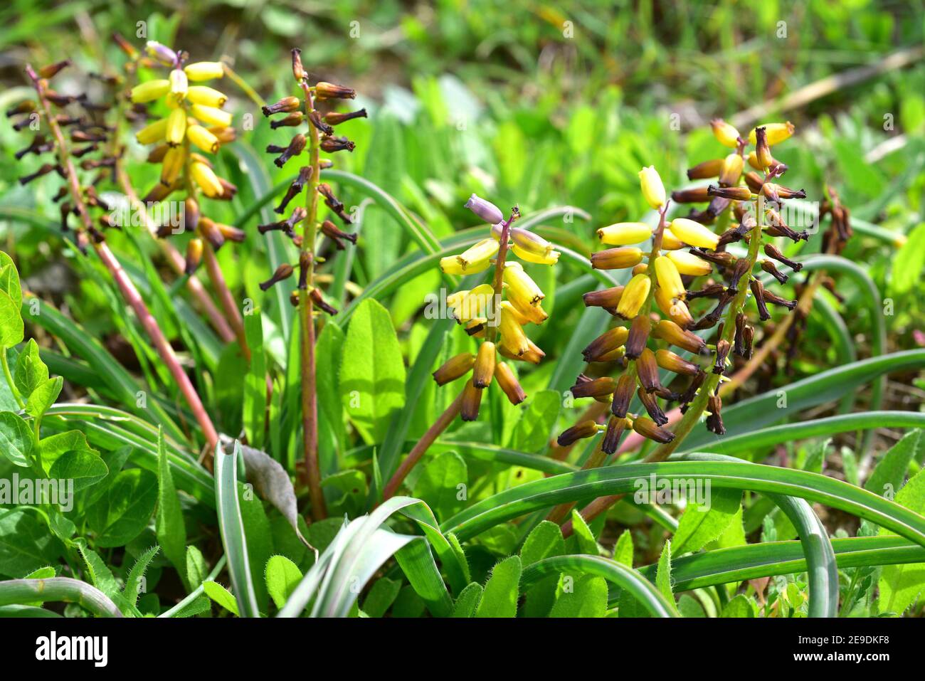 Grape hyacinth (Muscari macrocarpum) is a perennial herb Native to Crete (Greece) and Turkey. Flowering plant. Stock Photo