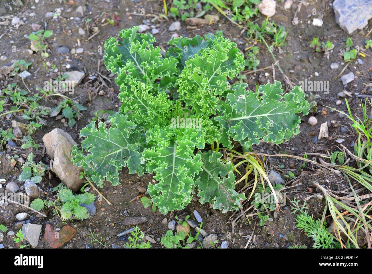 Kale (Brassica oleracea acephala) is an edible biennial plant. This photo was taken in Baix Llobregat; Barcelona province, Catalonia, Spain. Stock Photo