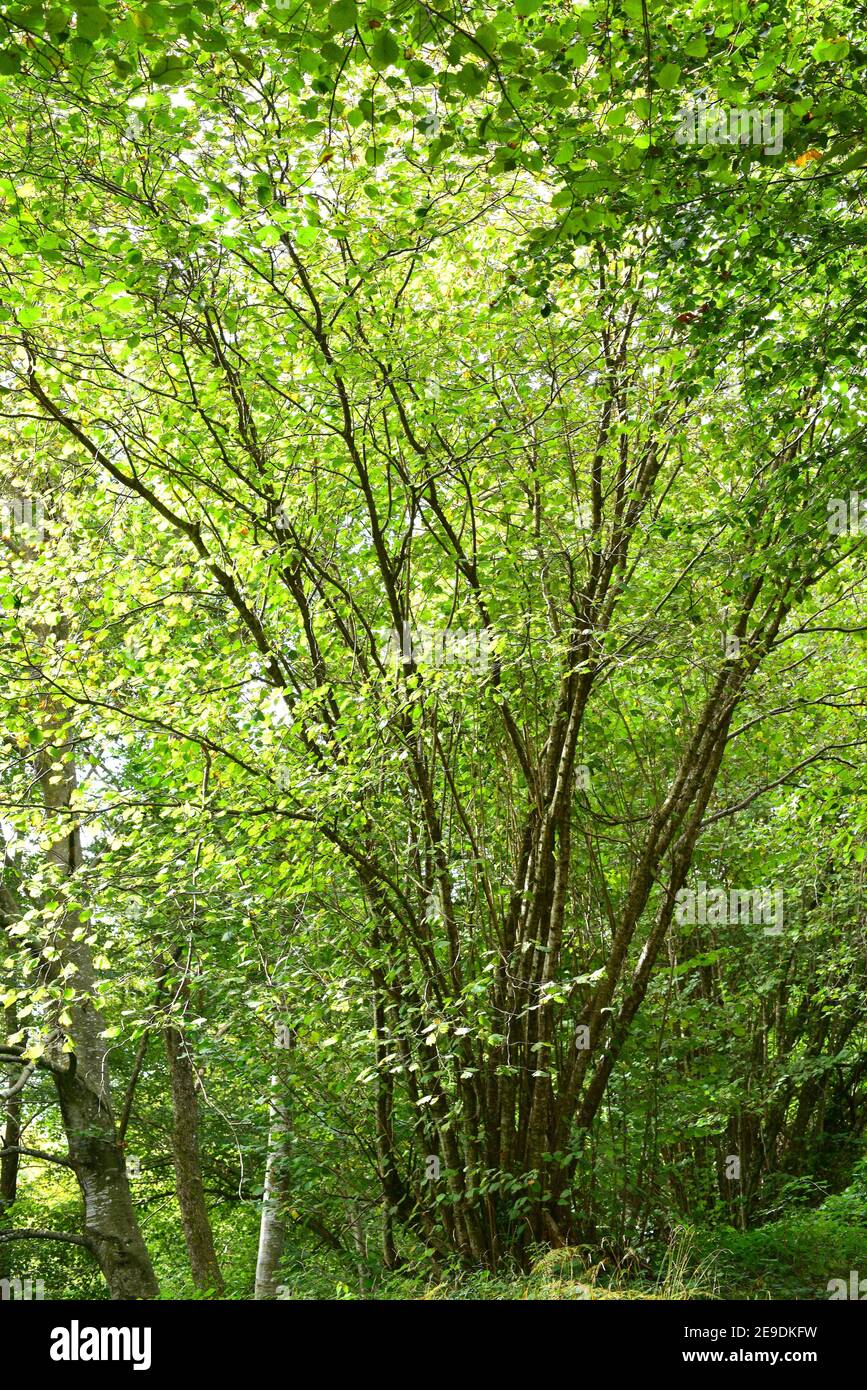 Common hazel (Corylus avellana) is a deciduous shrub native to Eurasia. Wild specimens in La Grevolosa beech forest. Barcelona province, Catalonia, Stock Photo