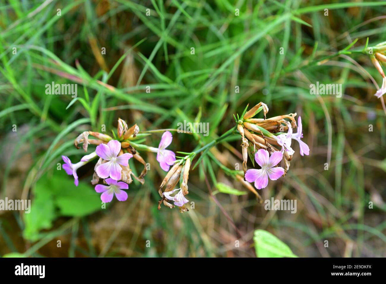 Clavellina de roca (Dianthus rupicola bocchoriana) is a subspecies endemic to Mallorca Island. Stock Photo