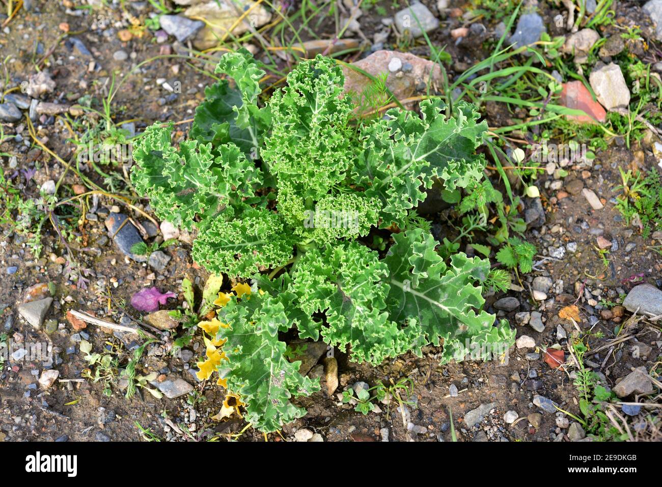 Kale (Brassica oleracea acephala) is an edible biennial plant. This photo was taken in Baix Llobregat; Barcelona province, Catalonia, Spain. Stock Photo