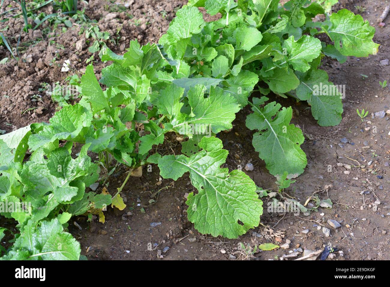 Turnip (Brassica rapa rapa) is an annual plant of edible root. This photo was taken in Baix Llobregat; Barcelona province, Catalonia, Spain. Stock Photo