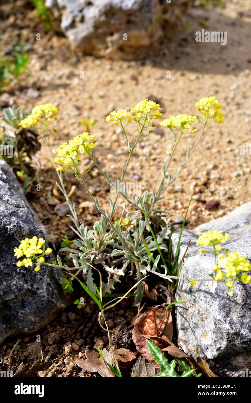Basket of gold (Aurinia saxatilis) is a perennial herb native to Eurasia. Flowering plant. Stock Photo