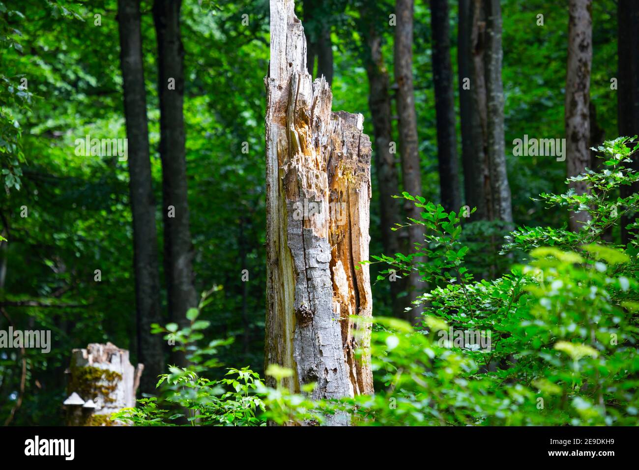 Damaged by lightning strike dried tree trunk in National park Plitvice lakes Croatia Europe Stock Photo