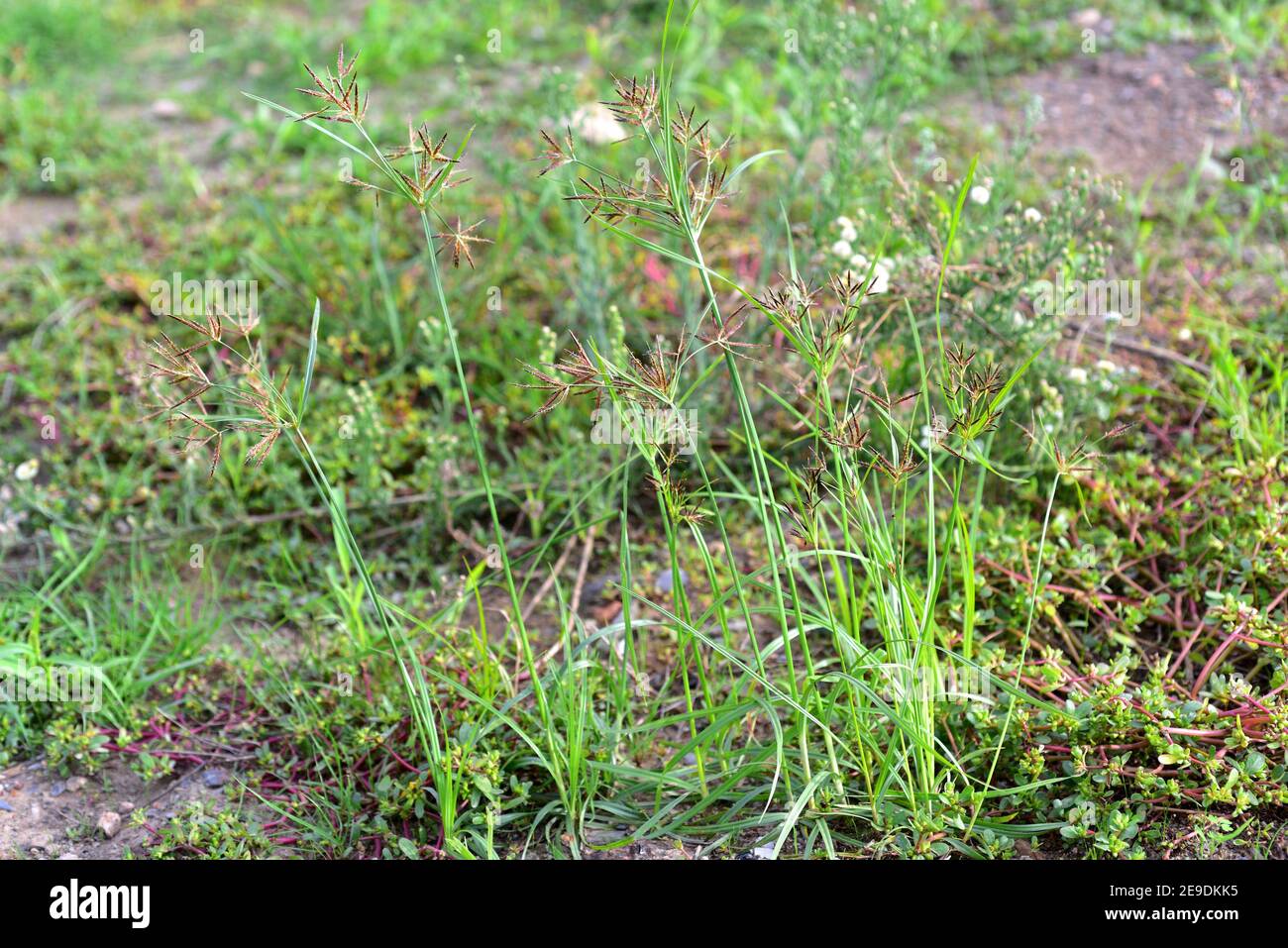 Cocograss, nut grass or purple nutsedge (Cyperus rotundus) is an