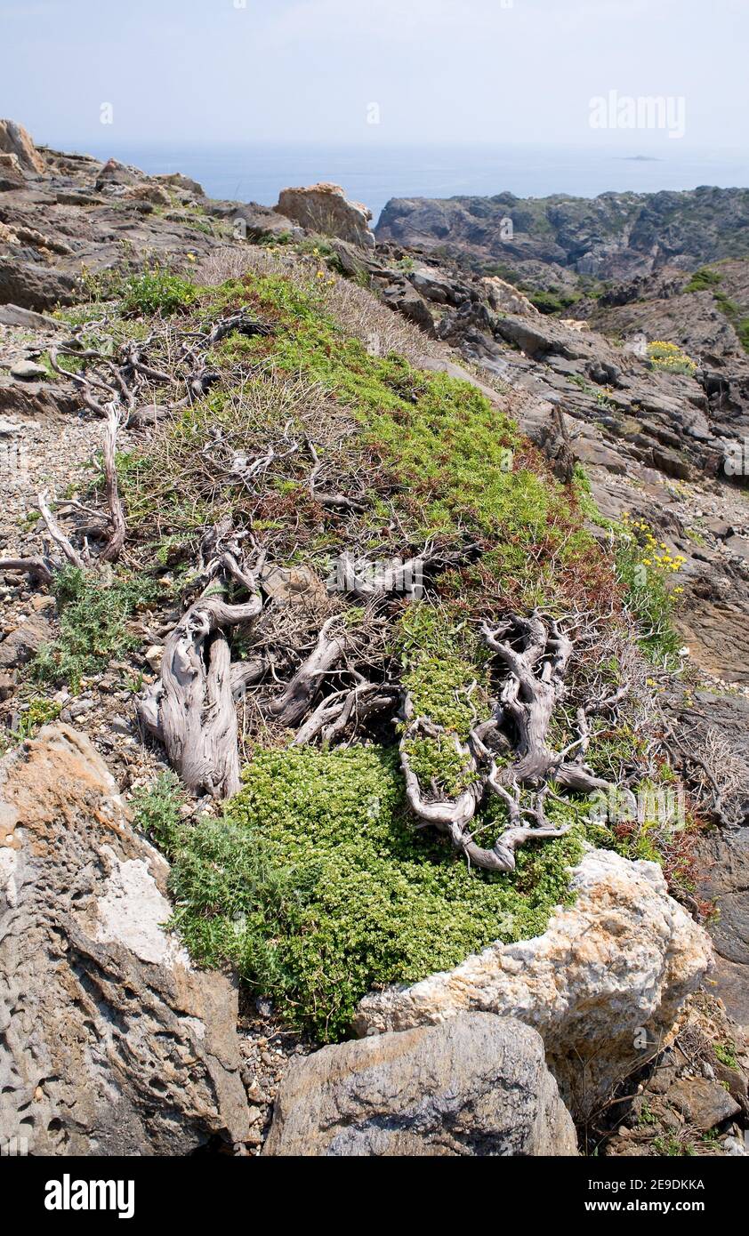 Prickly juniper cade prickly cedar hi-res stock photography and images ...
