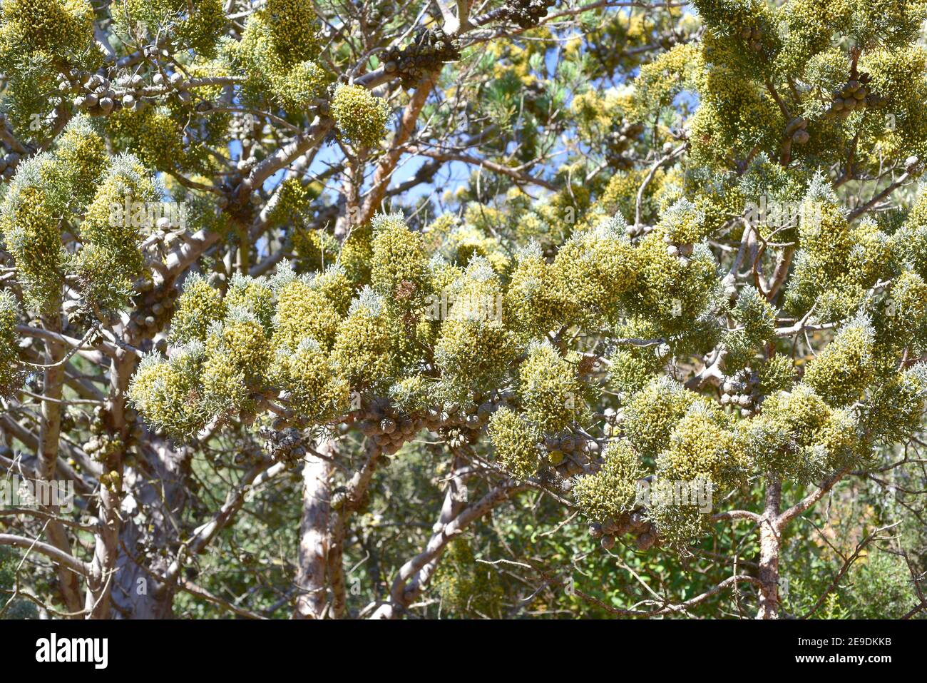 Arizona cypress (Cupressus arizonica) is an evergreen tree native to