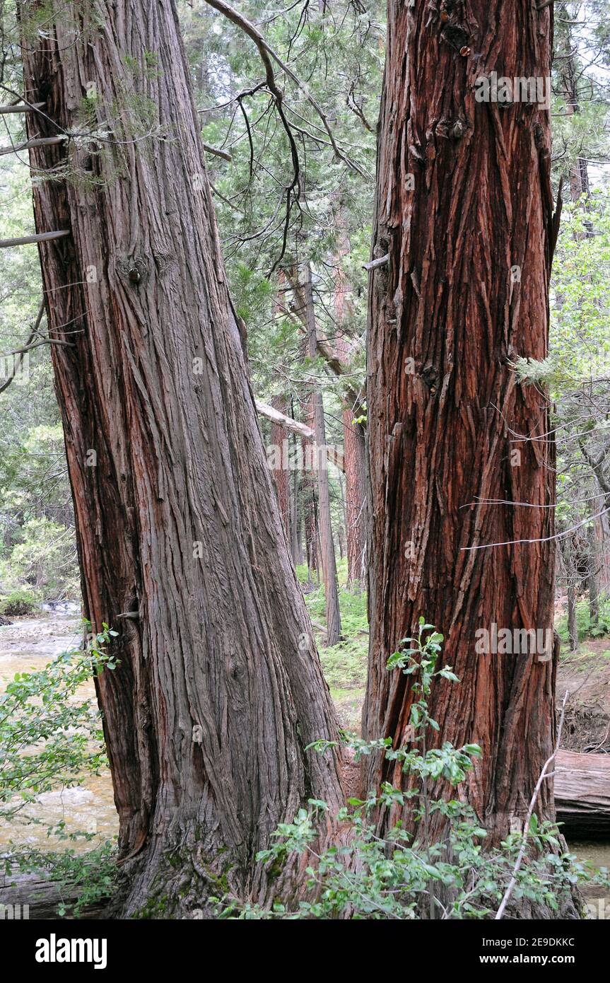 Incense cedar (Calocedrus decurrens or Libocedrus decurrens) is an evergreen conifer native to western USA and parts of northern Baja California Stock Photo