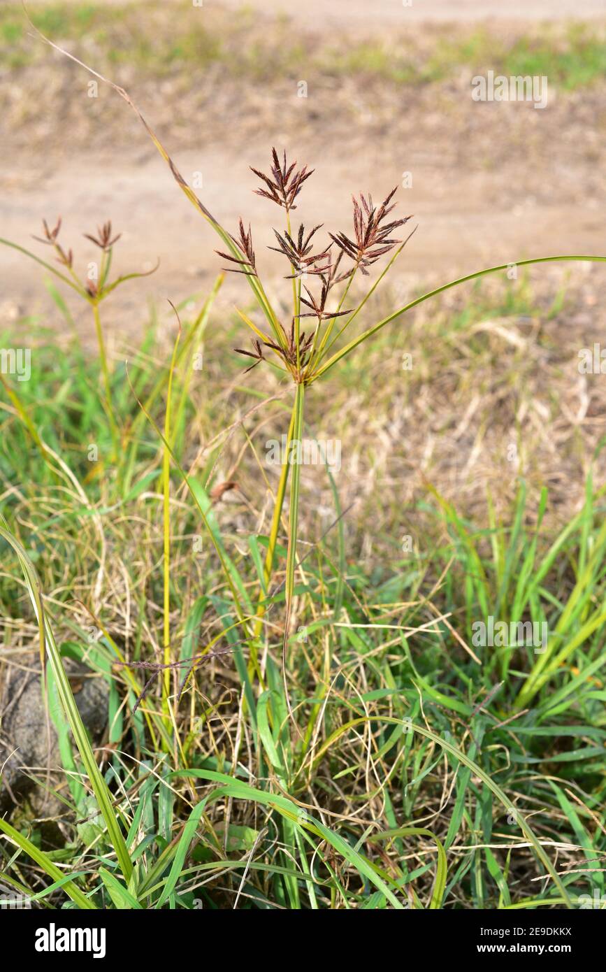 Cocograss, nut grass or purple nutsedge (Cyperus rotundus) is an