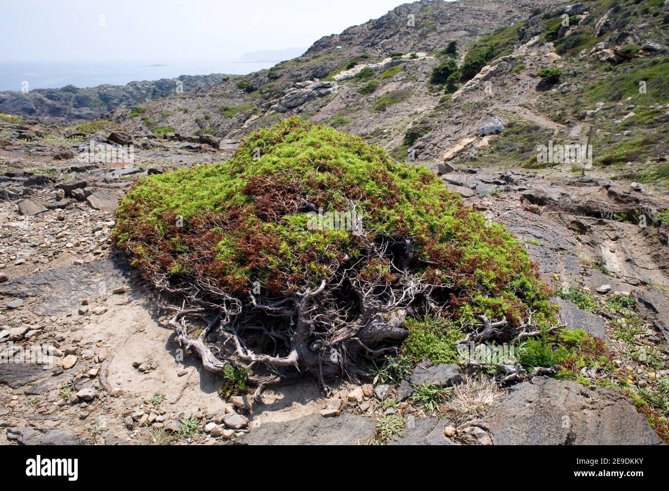 Specimen cade tree juniperus oxycedrus hires stock photography and