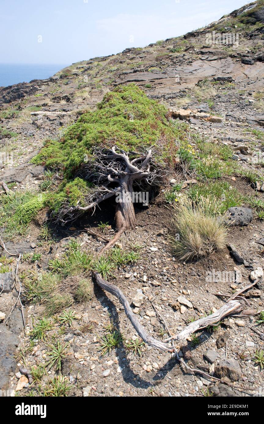 Specimen cade tree juniperus oxycedrus hires stock photography and