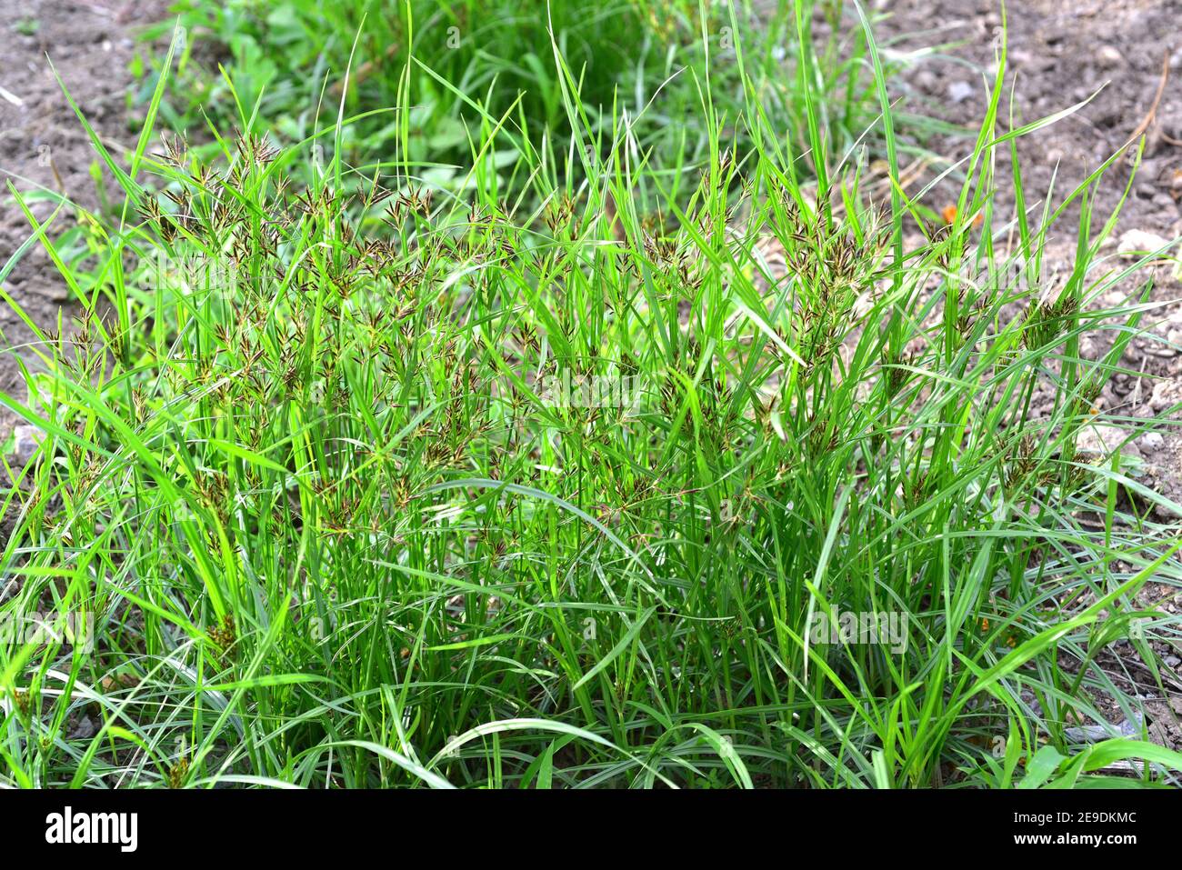 Nutsedge hires stock photography and images Alamy