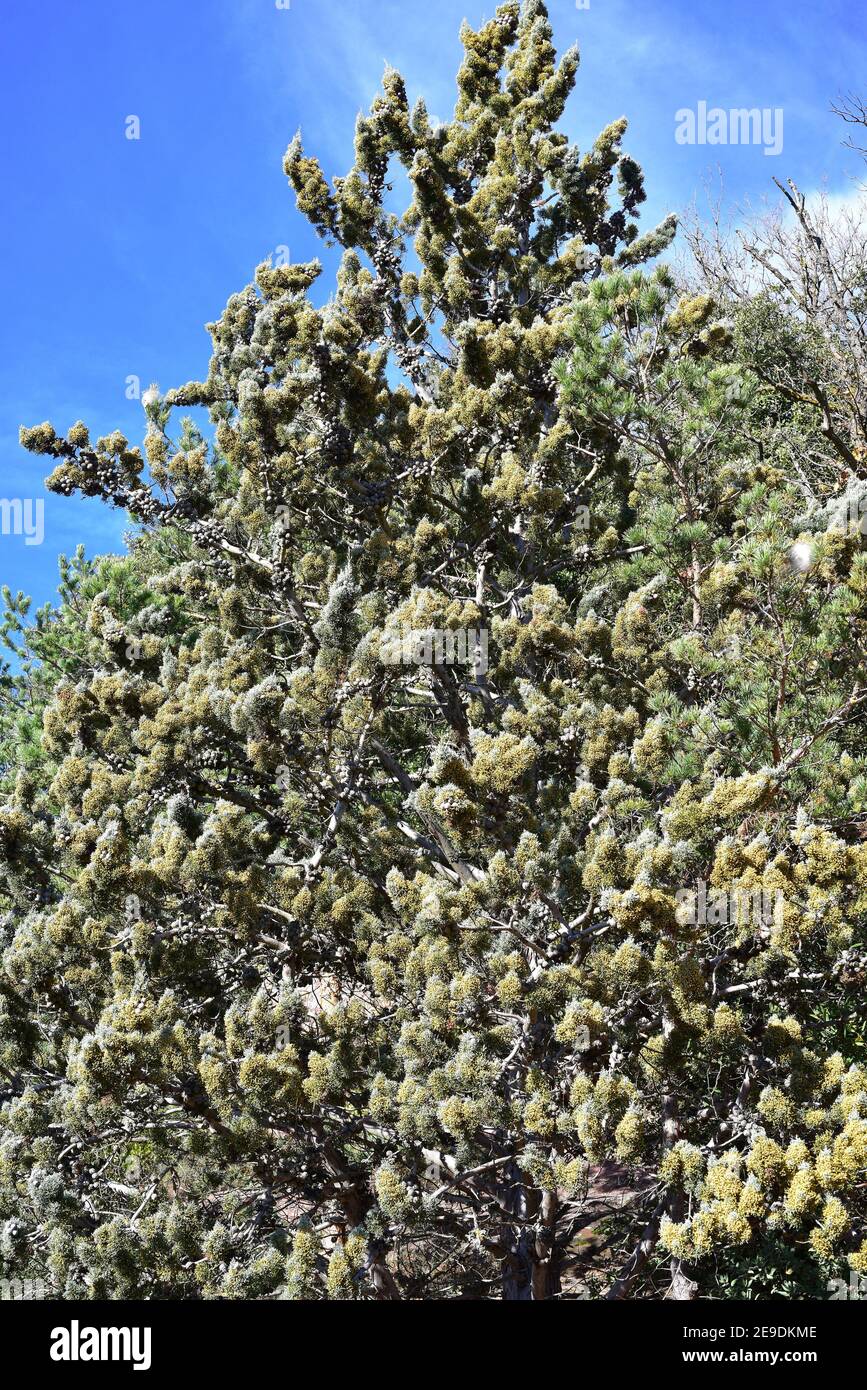 Arizona cypress (Cupressus arizonica) is an evergreen tree native to southwestern USA and northern Mexico but introduced and naturalized in other Stock Photo