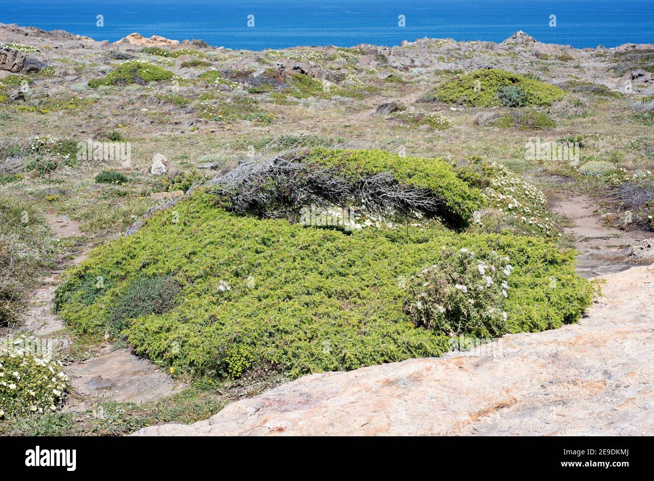 Cade juniper or prickly juniper (Juniperus oxycedrus) is an evergreen