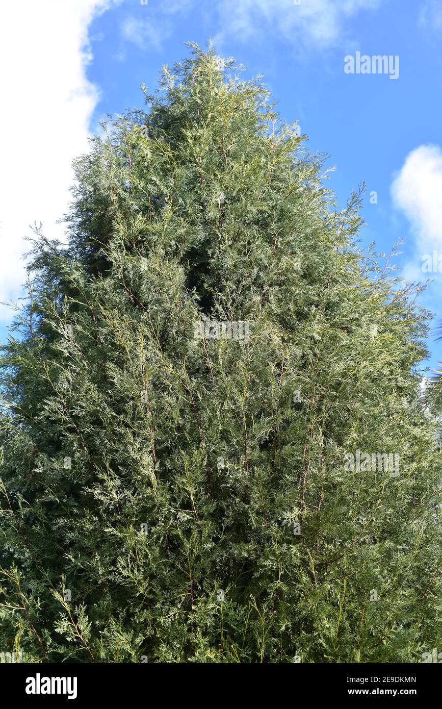 Saharan cypress or tarout (Cupressus dupreziana) is a coniferous evergreen tree endemic to Sahara Desert in Algeria. Stock Photo